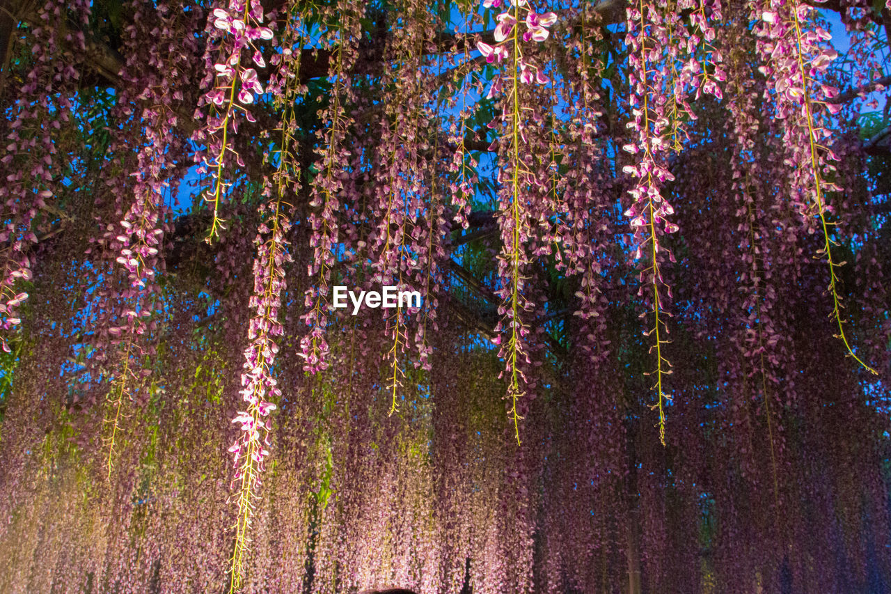 Trees in bloom at night