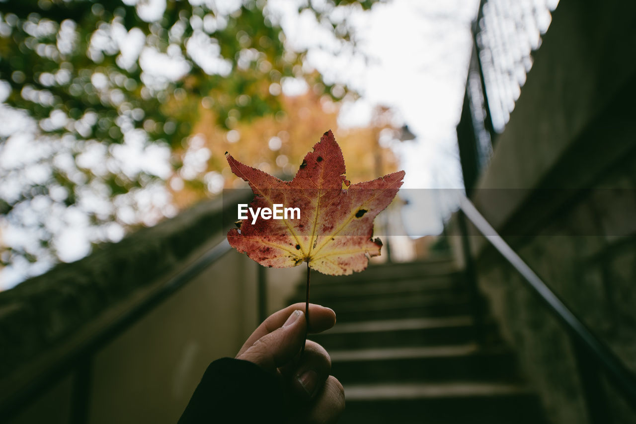 Close-up of hand holding maple leaf