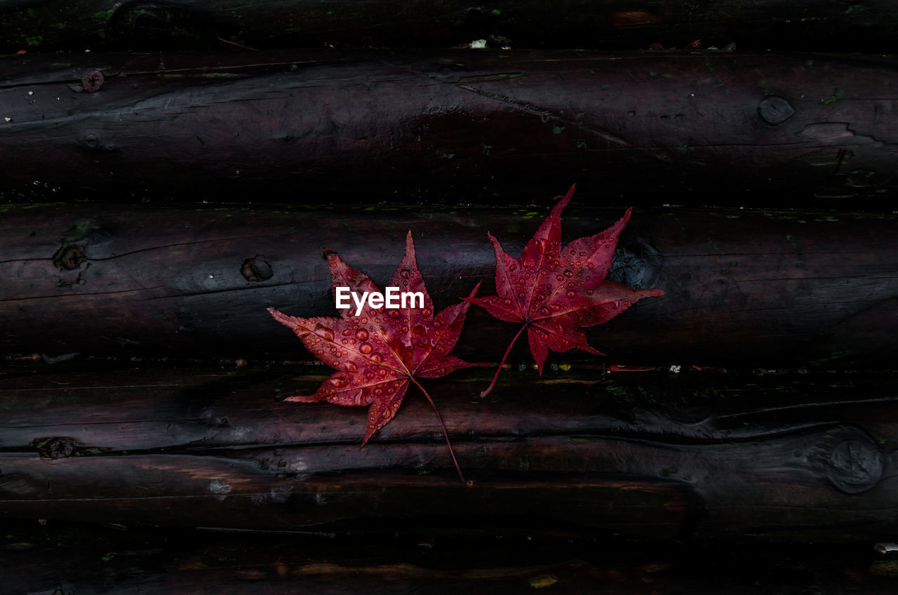 Close-up of maple leaf on wet tree during autumn