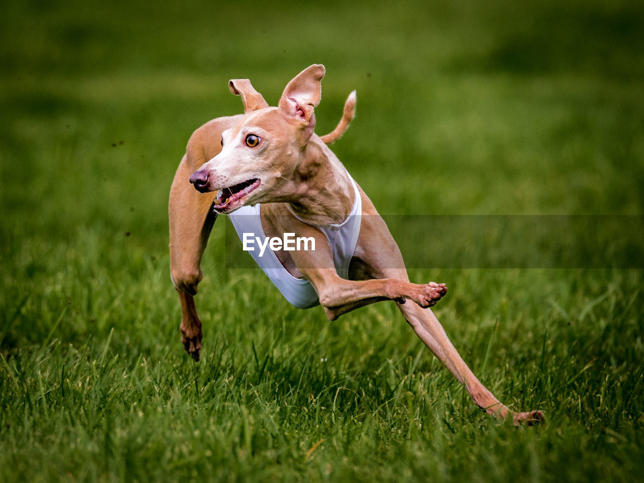 Portrait of dog running on grassy field