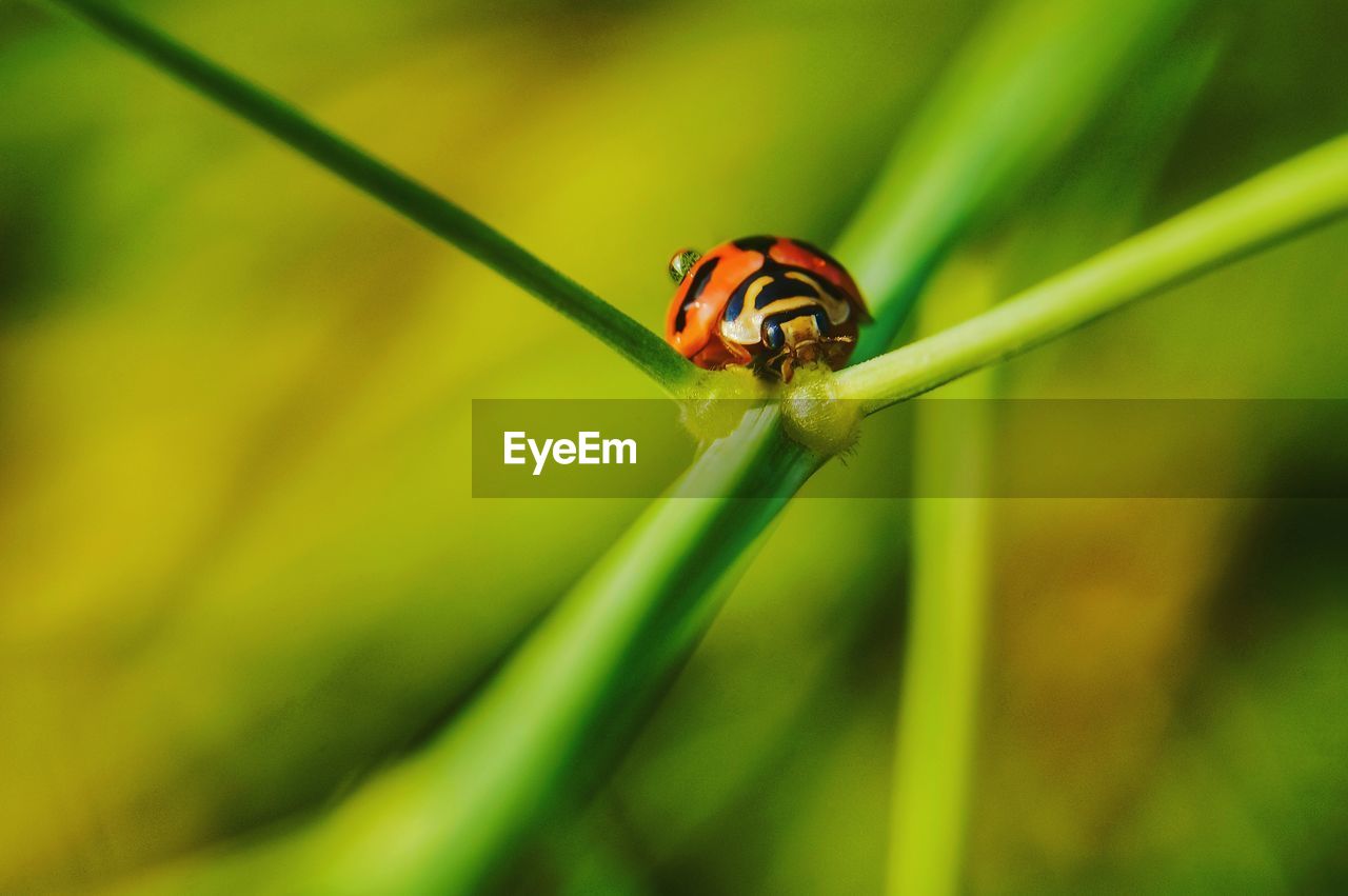 Close-up of ladybug on leaf