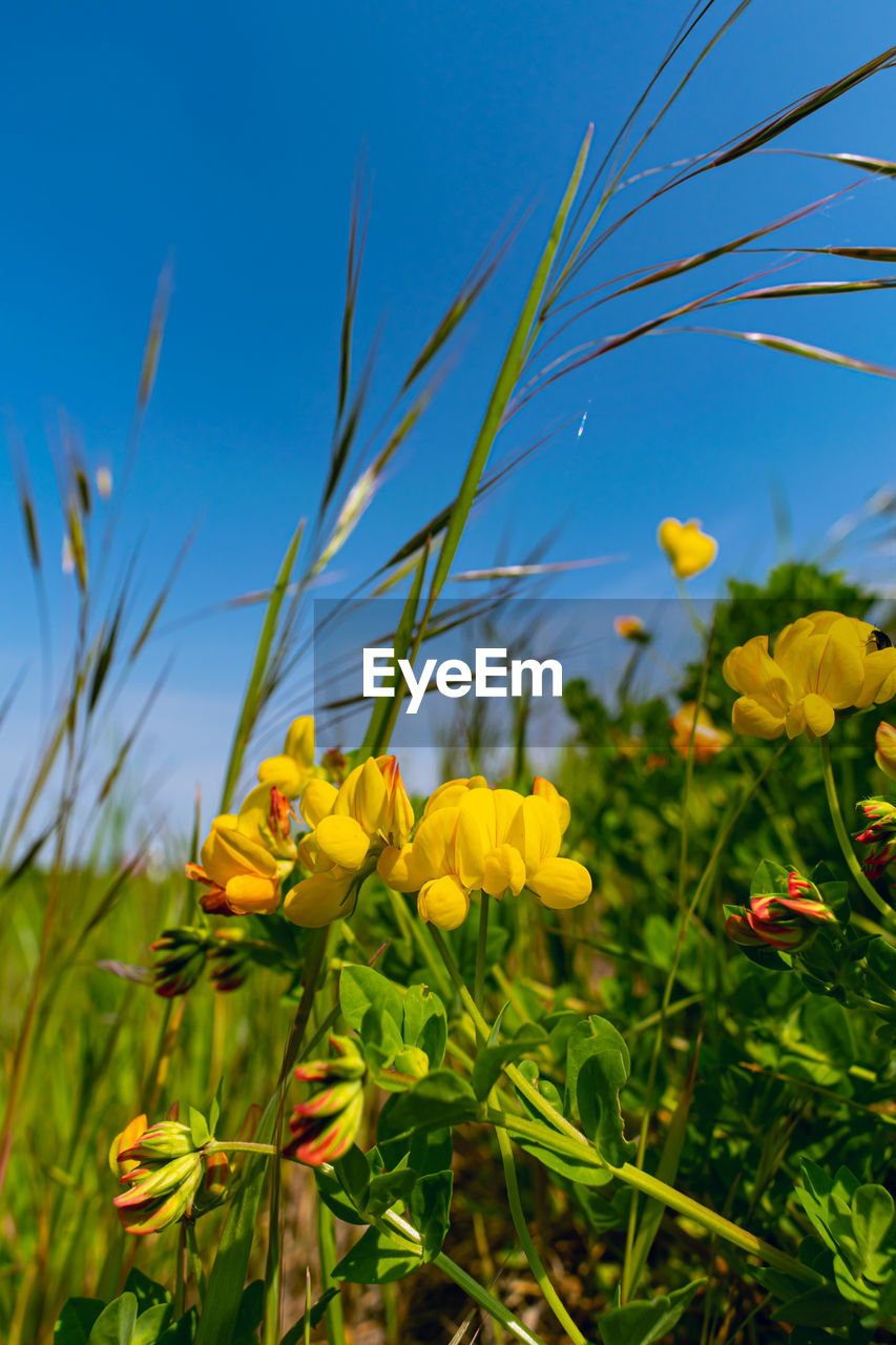 CLOSE-UP OF YELLOW FLOWERS ON FIELD