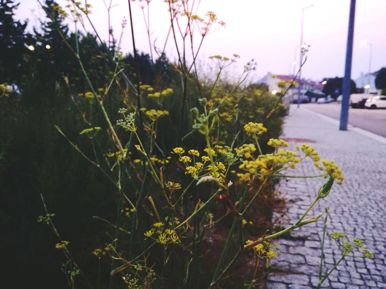 Close-up of yellow flowers