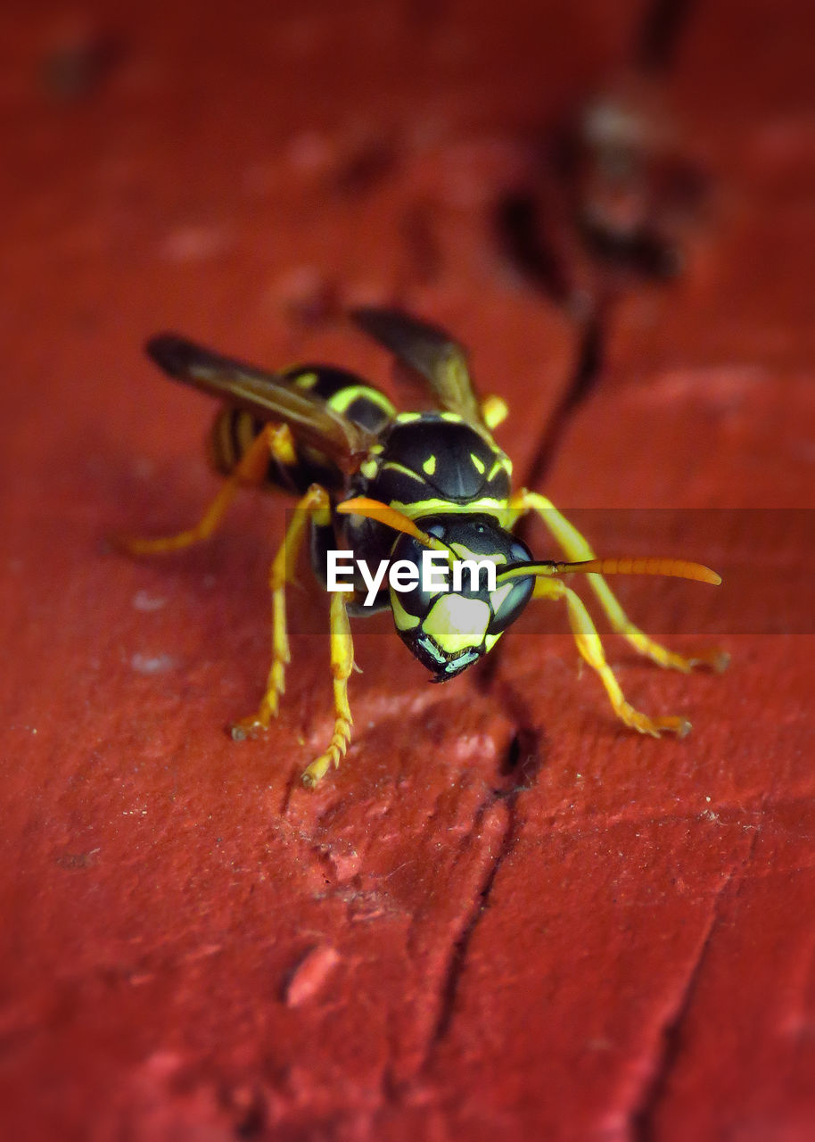 Close-up of bee on red wooden table