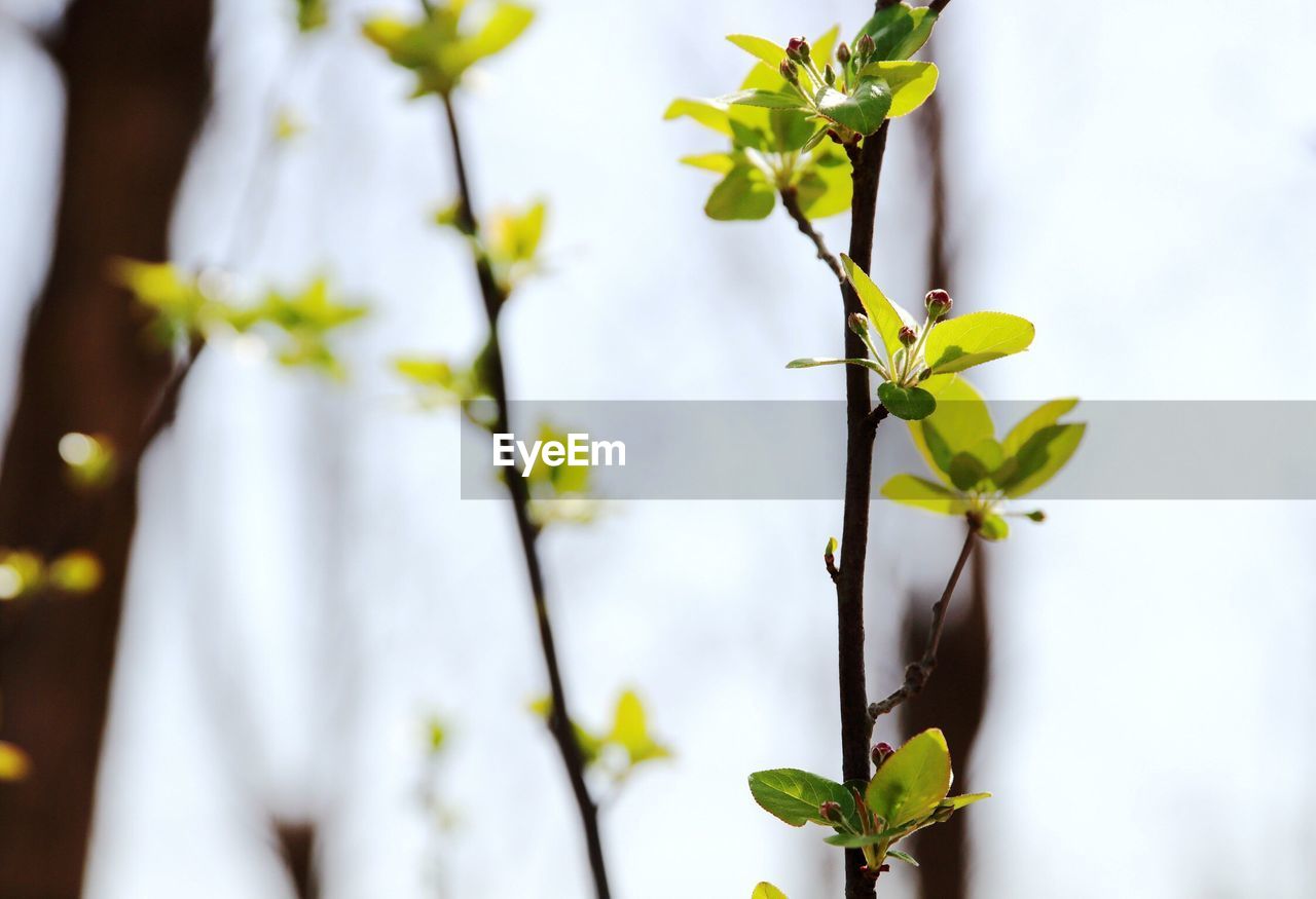 Low angle view of plant on sunny day