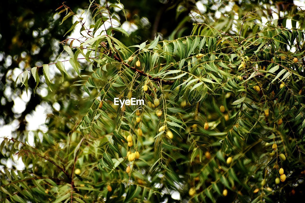 Low angle view of tree