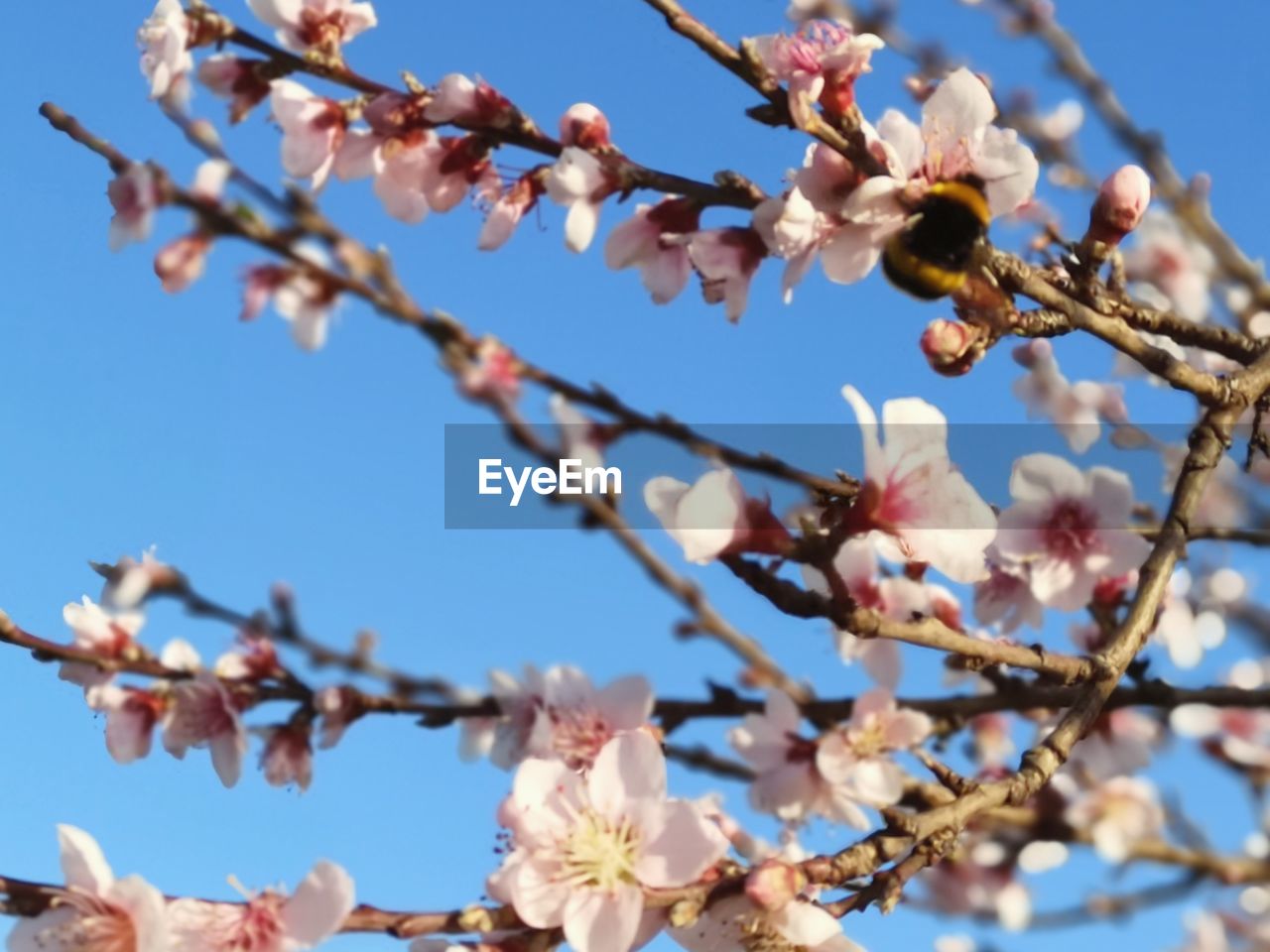 CLOSE-UP OF CHERRY BLOSSOMS AGAINST BLUE SKY