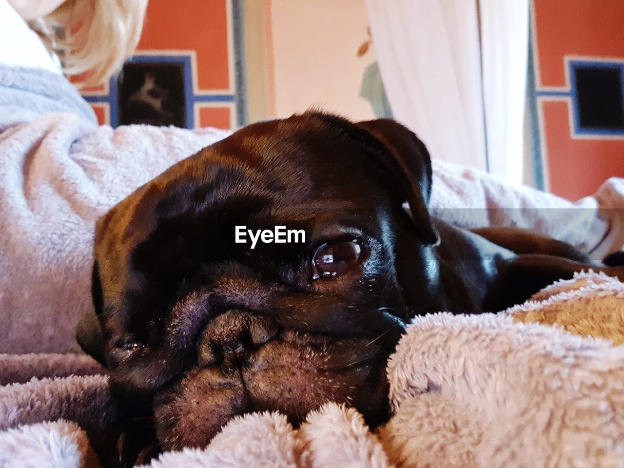 PORTRAIT OF DOG LYING ON BED AT HOME