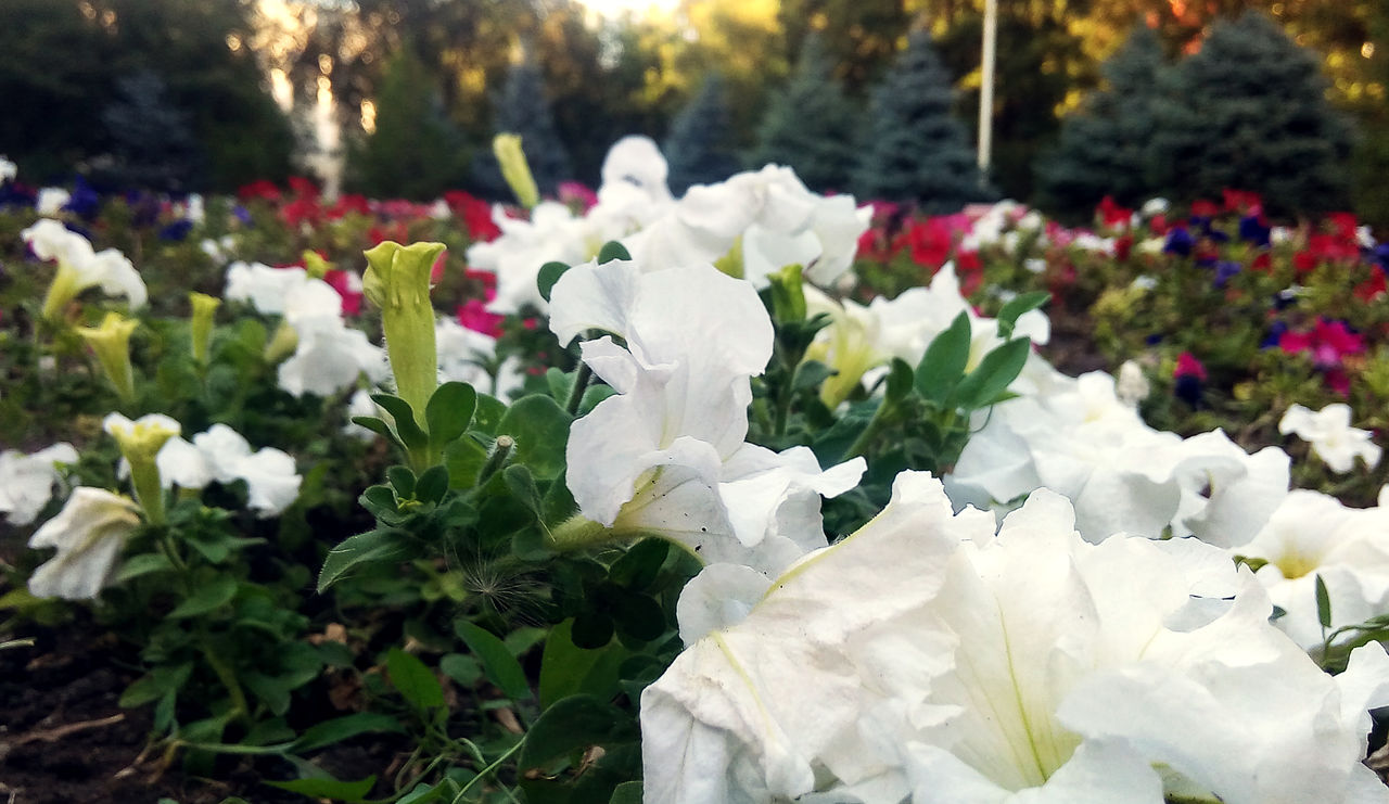 CLOSE-UP OF WHITE FLOWERS BLOOMING IN PARK