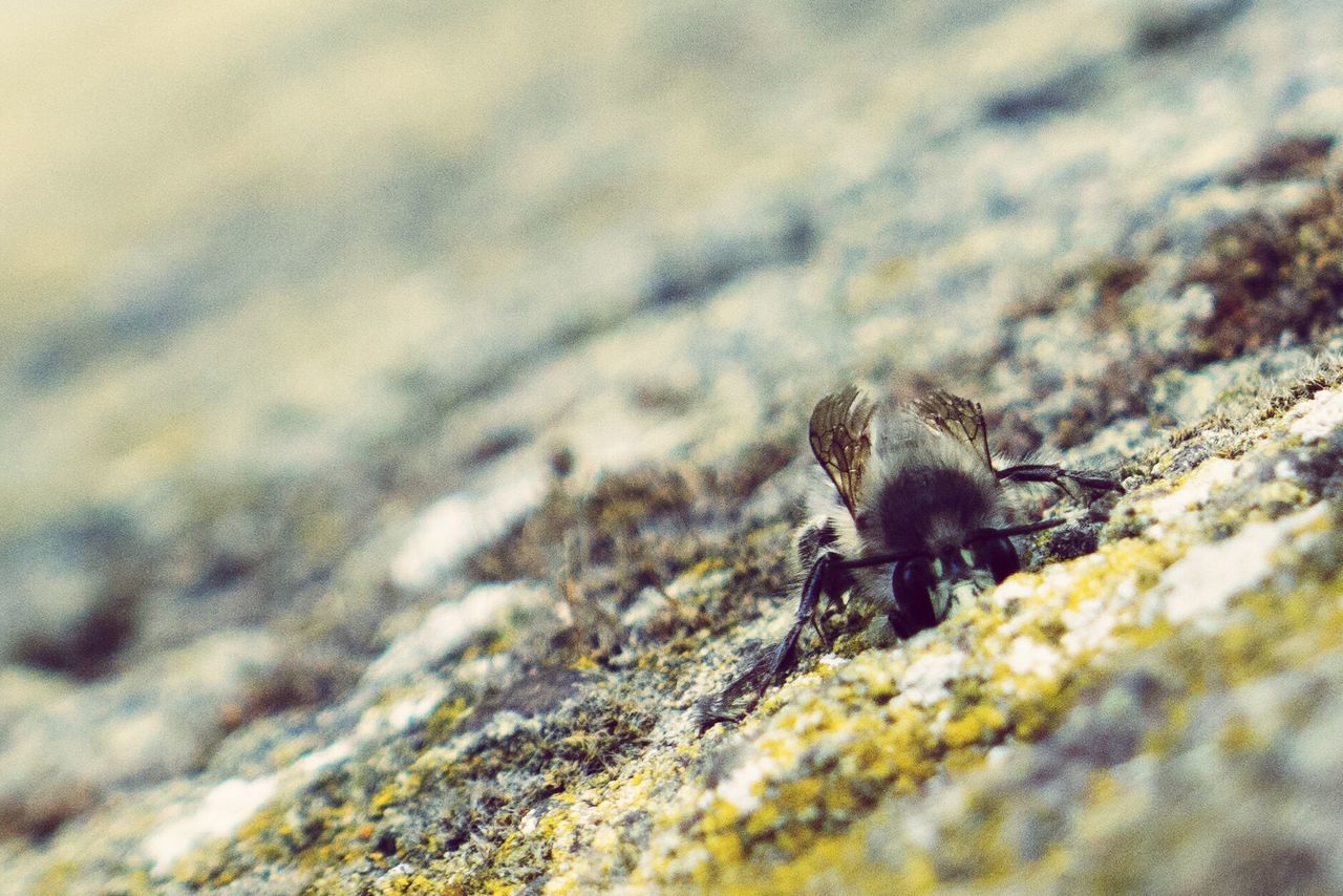 CLOSE-UP OF INSECT ON WOOD