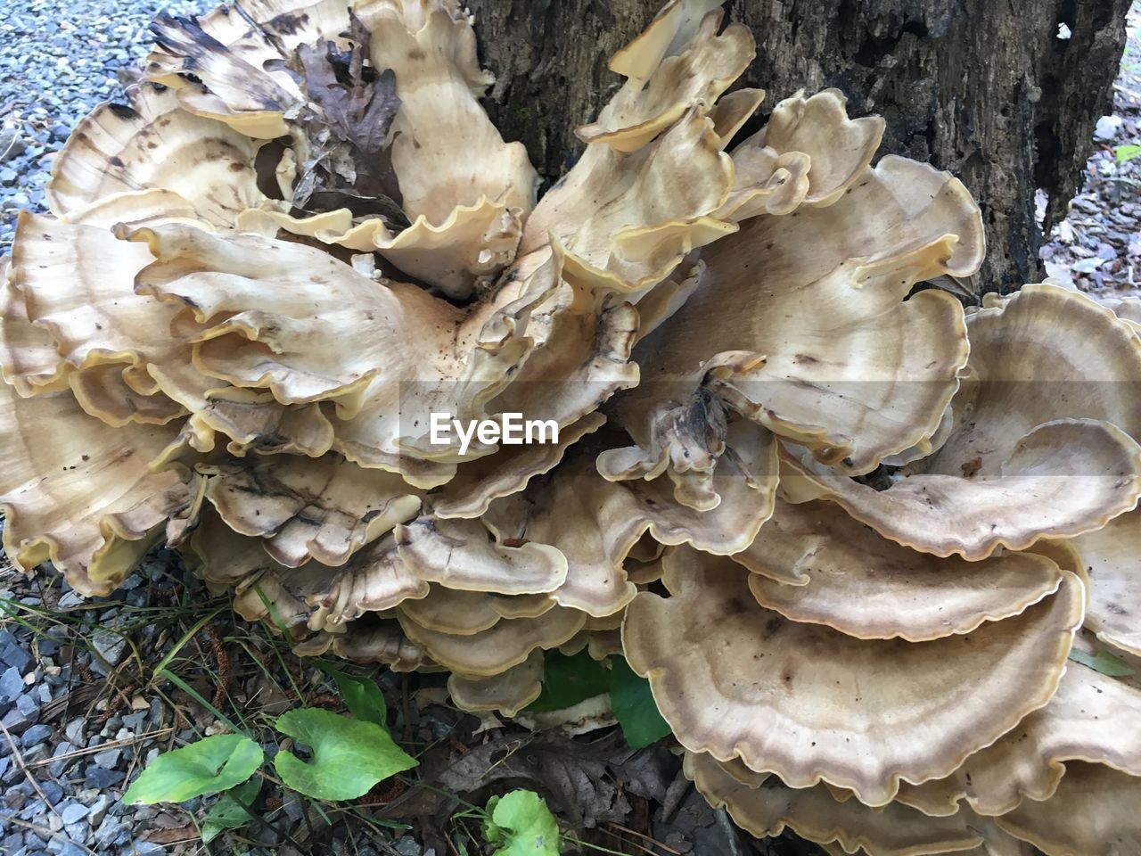 CLOSE-UP OF MUSHROOM