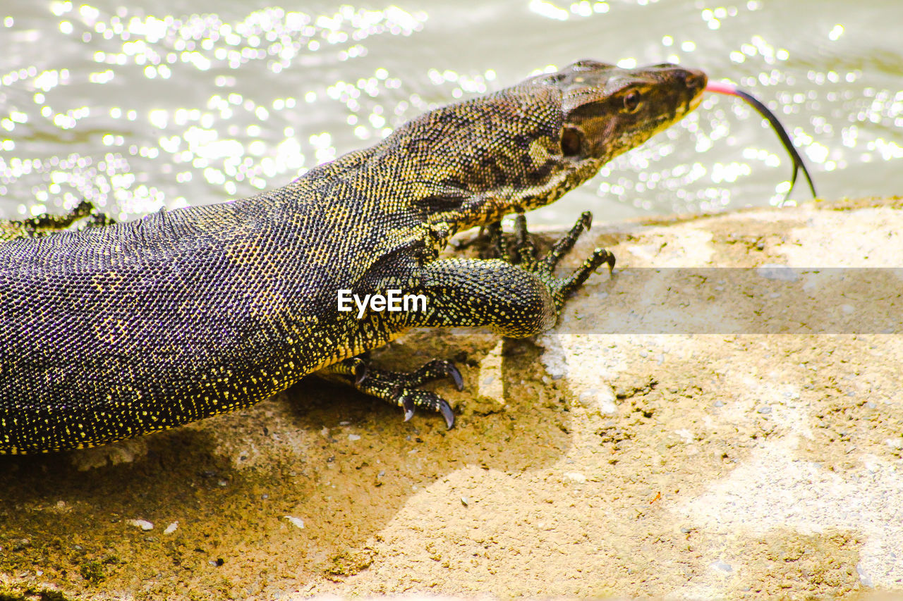 CLOSE-UP OF CRAB