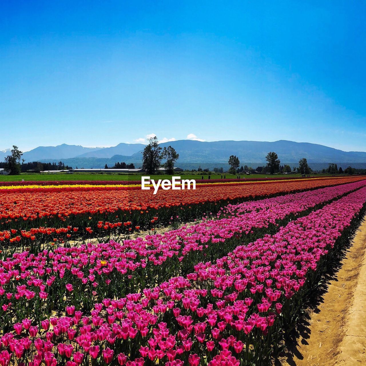 View of flowering plants on field against clear sky