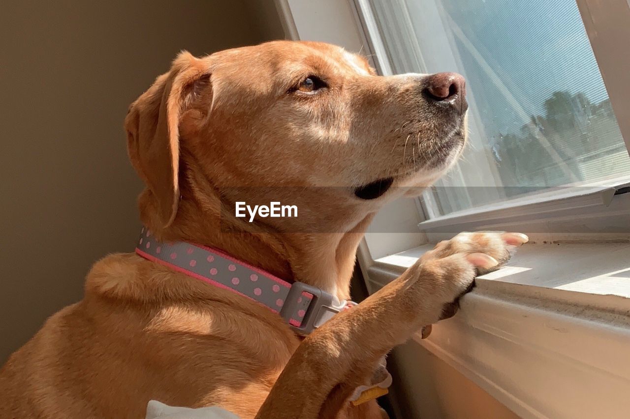 CLOSE-UP OF DOG LOOKING AWAY