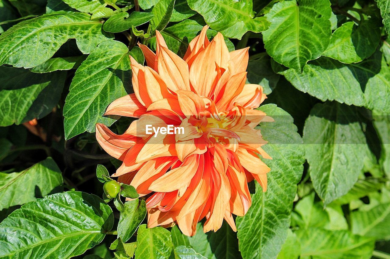 High angle view of orange flower blooming in park
