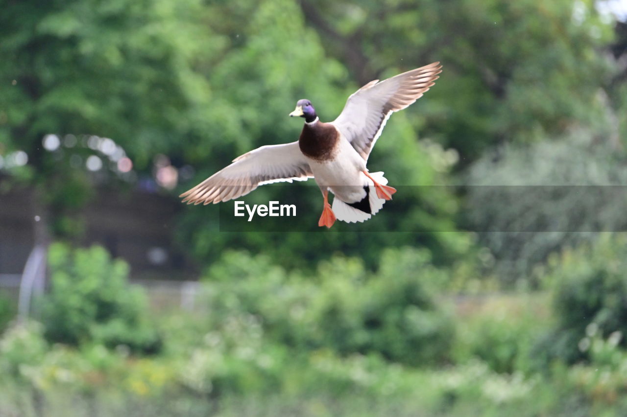 flying, bird, animal themes, animal, animal wildlife, wildlife, spread wings, mid-air, one animal, animal body part, motion, animal wing, nature, no people, water bird, outdoors, bird of prey, plant, day, full length, tree