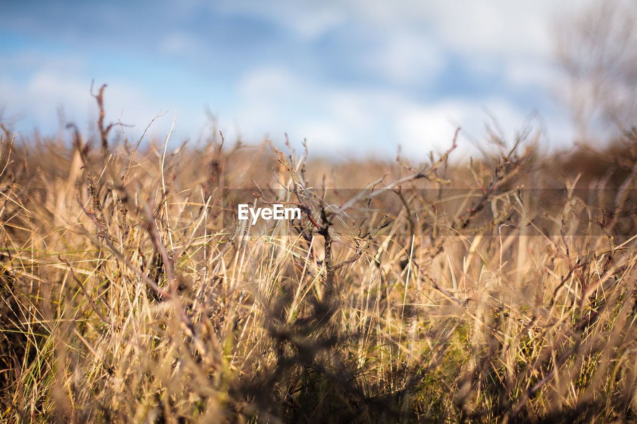 Close-up of corn field against sky