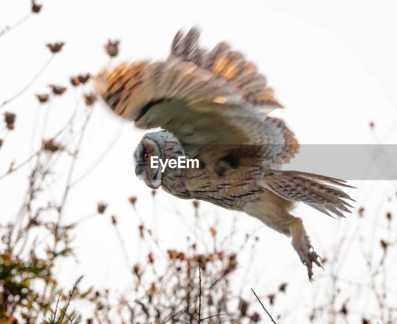 Close-up of a owl in flight