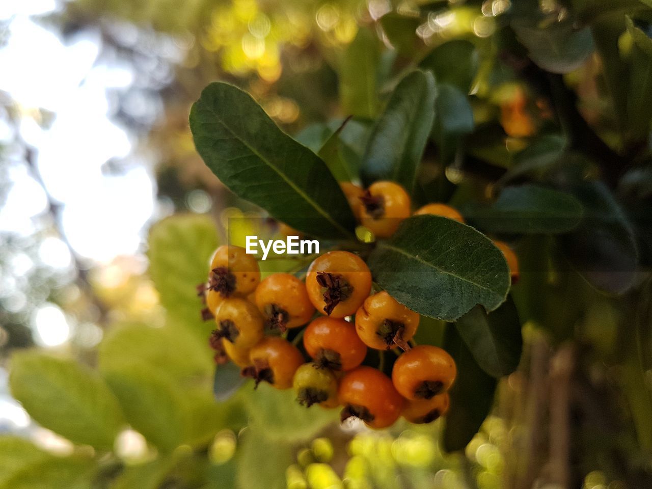 LOW ANGLE VIEW OF BERRIES ON TREE