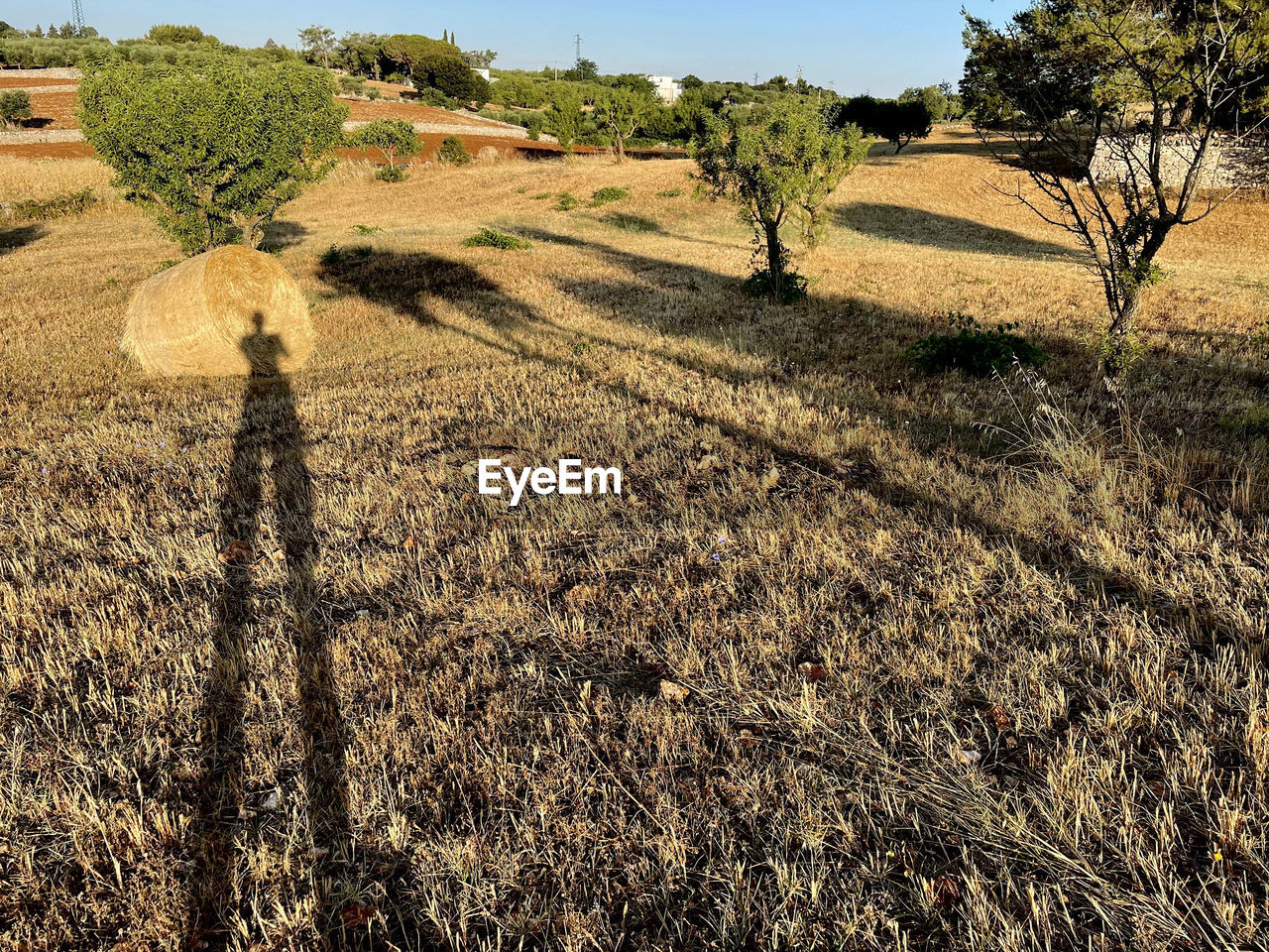 Plants growing on field