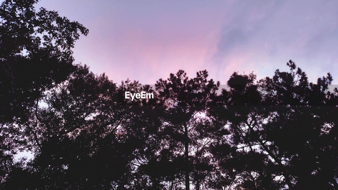 LOW ANGLE VIEW OF SILHOUETTE TREES IN FOREST AGAINST SKY