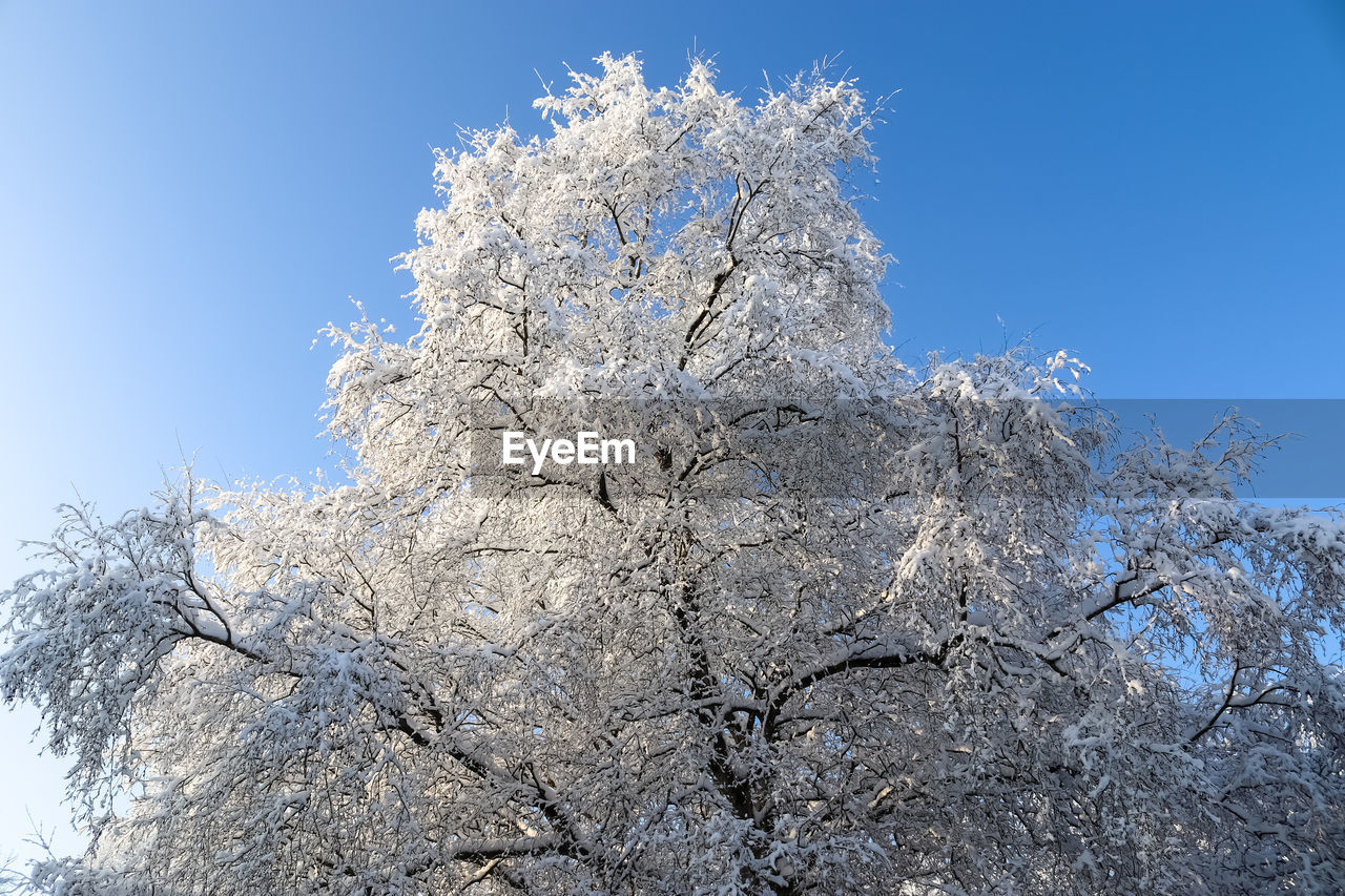 Beautiful shots of trees after heavy snowfall in sunny weather