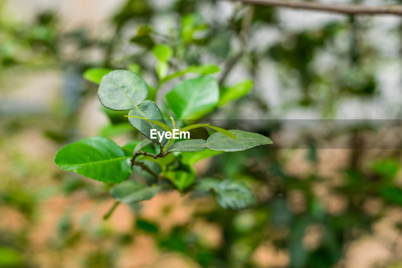 CLOSE-UP OF PLANT LEAVES