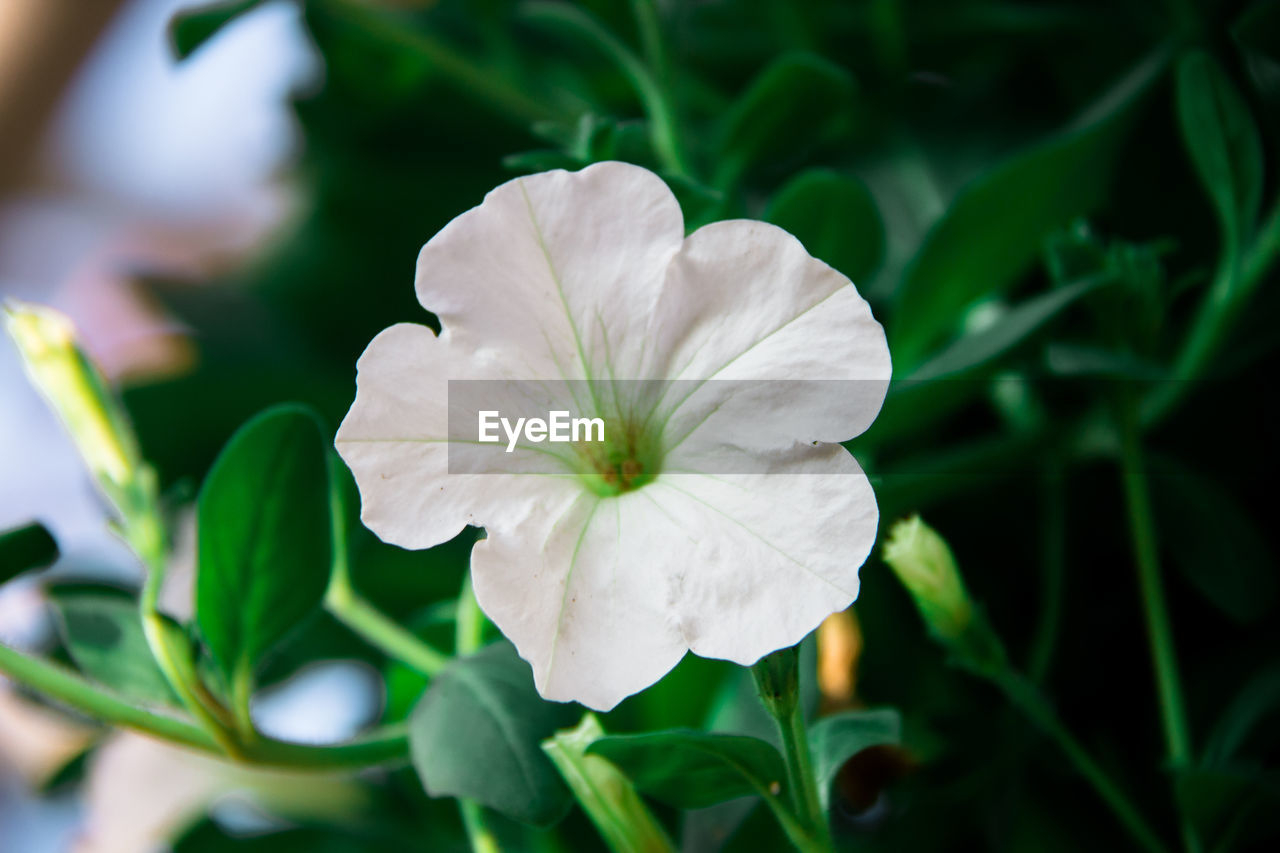 Close-up of white flower between leaves