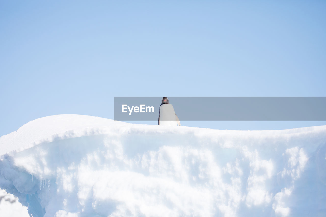 Penguin on snowy field against clear sky