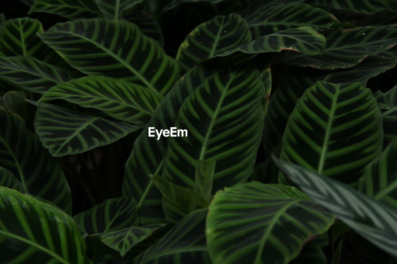 Full frame shot of fresh green leaves