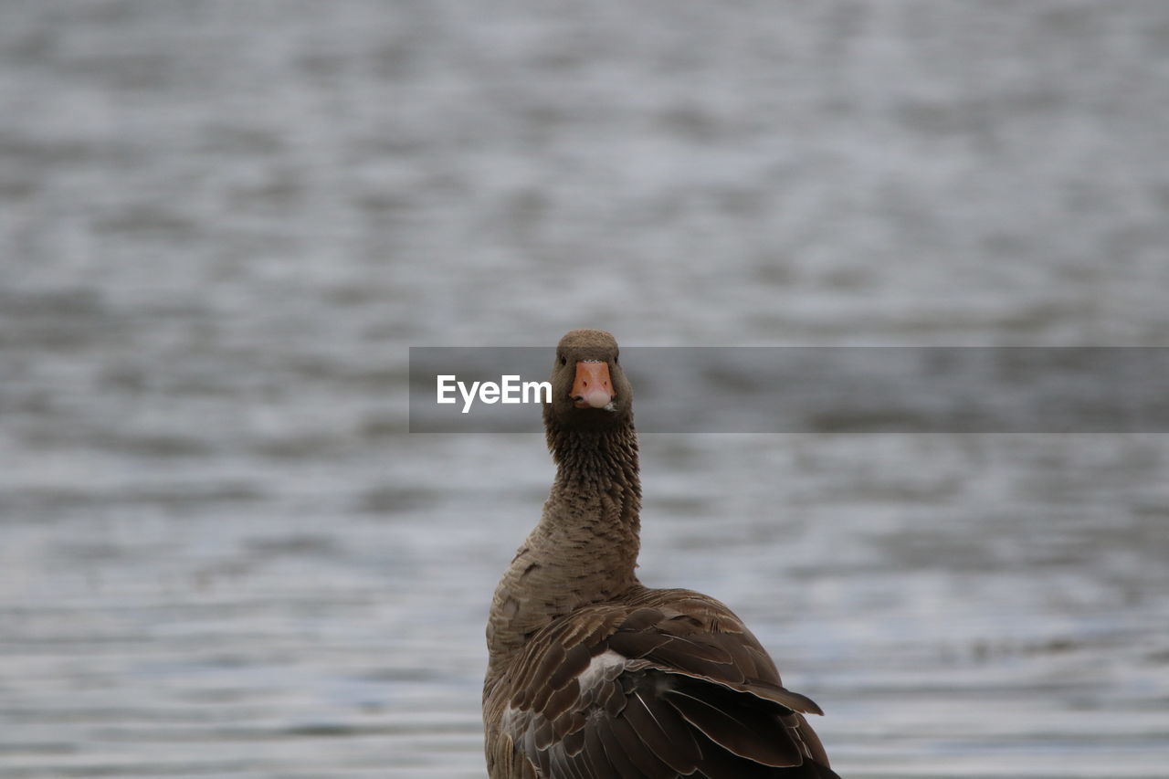 Close-up of a greylag goose 