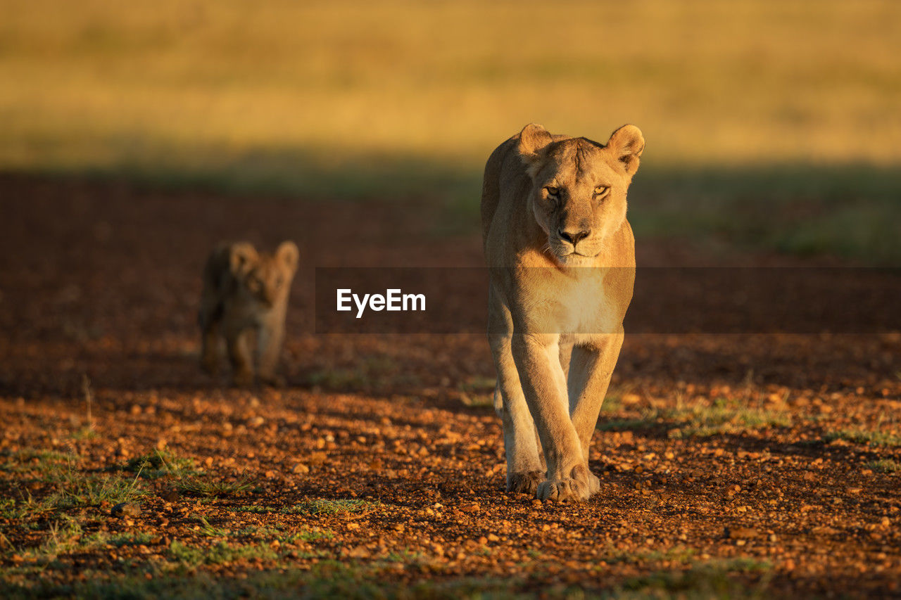 lioness standing on field