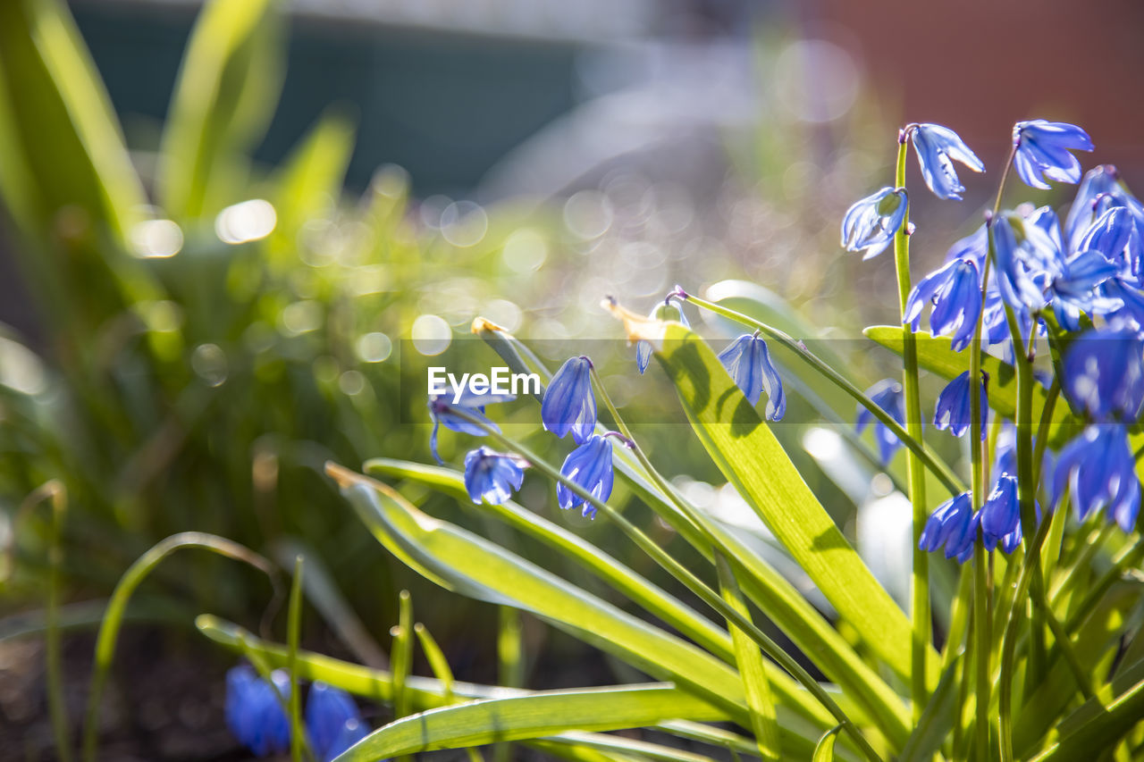 CLOSE-UP OF PURPLE FLOWERING PLANTS IN LAND