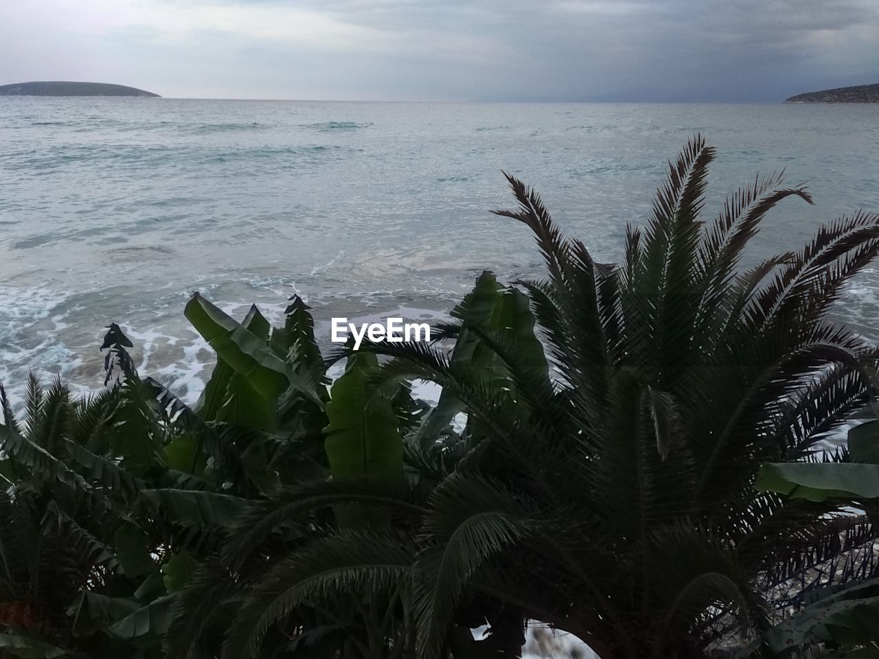 PALM TREES ON BEACH AGAINST SKY