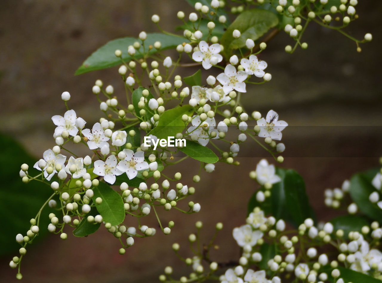 CLOSE-UP OF WHITE FLOWERS BLOOMING