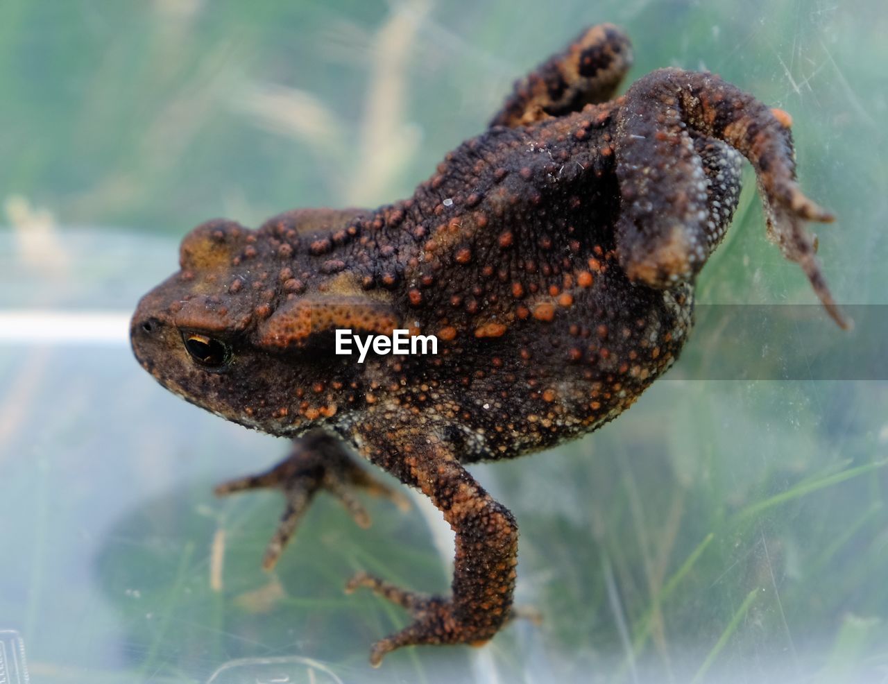 Young common toad