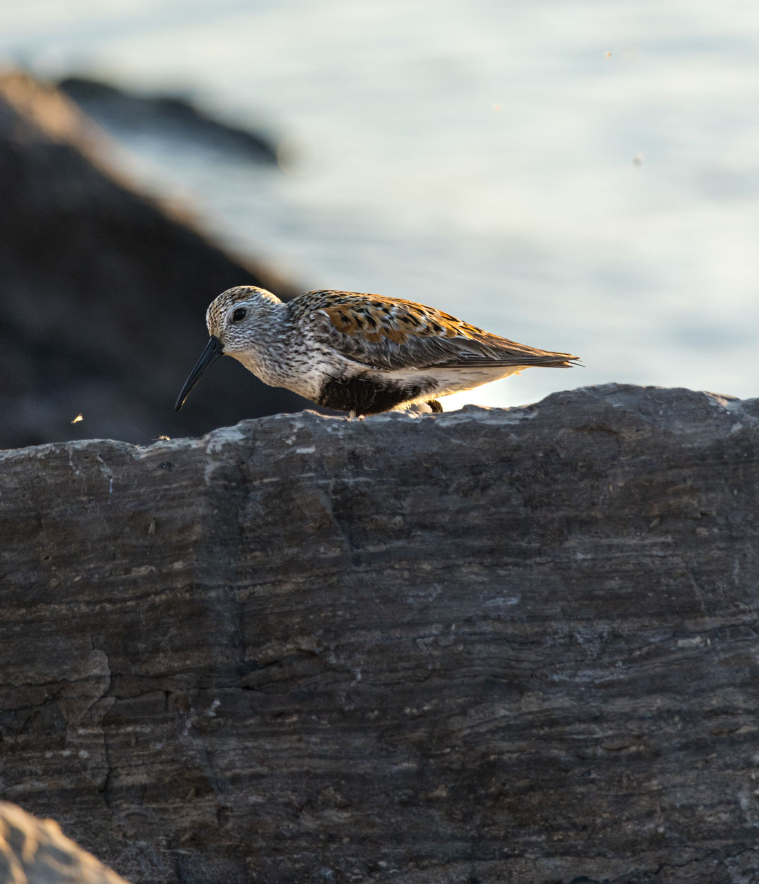 Close-up of bird perching on rock