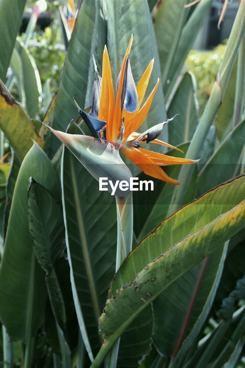 Close-up of banana flower growing in tree