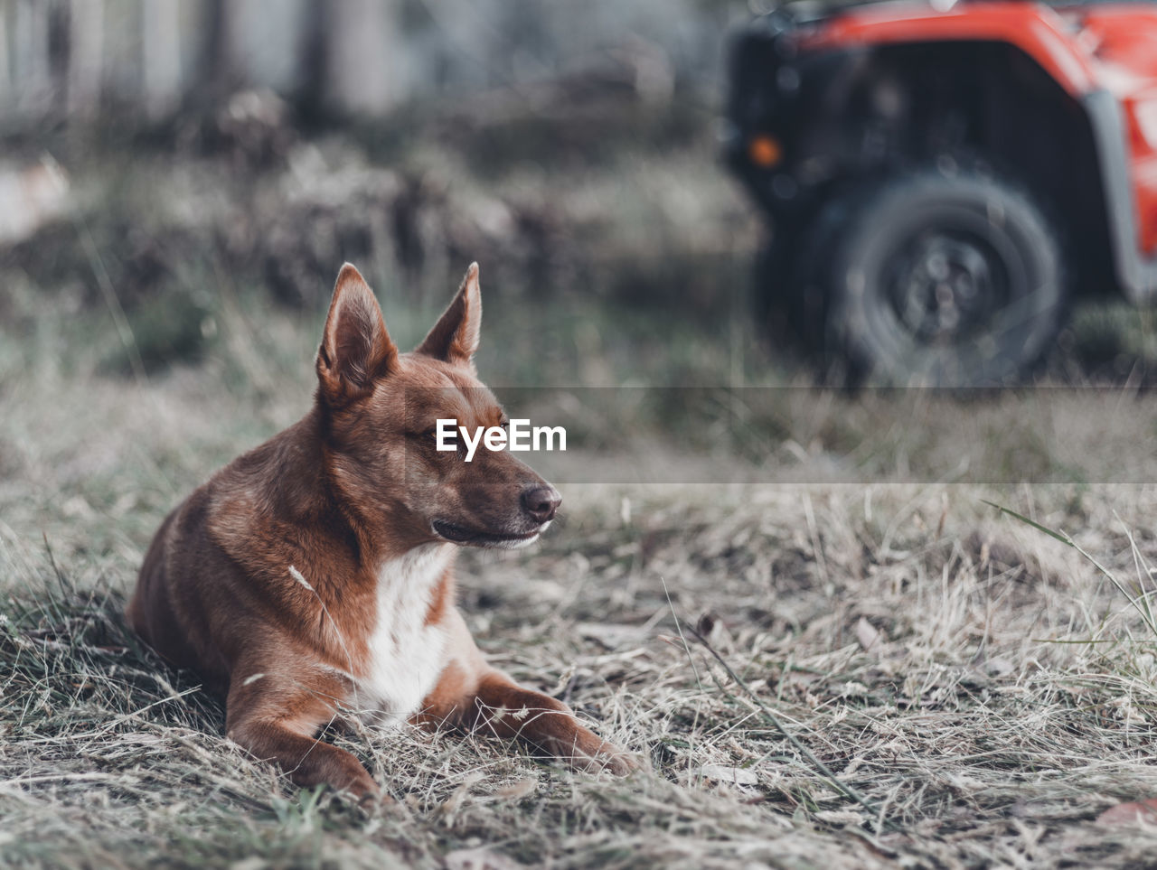 A young australian kelpie that is used for mustering sheep