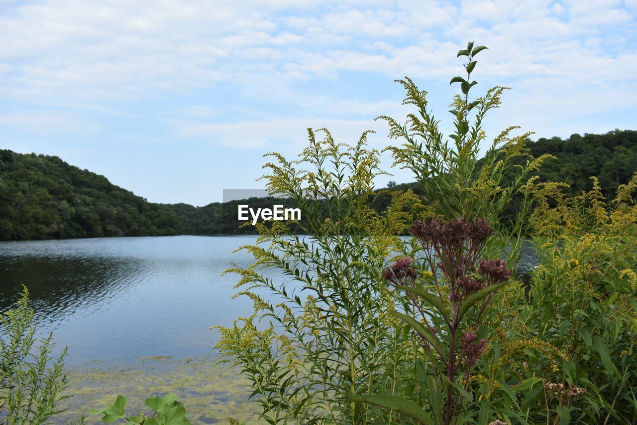 Scenic view of flowering plants and trees against sky