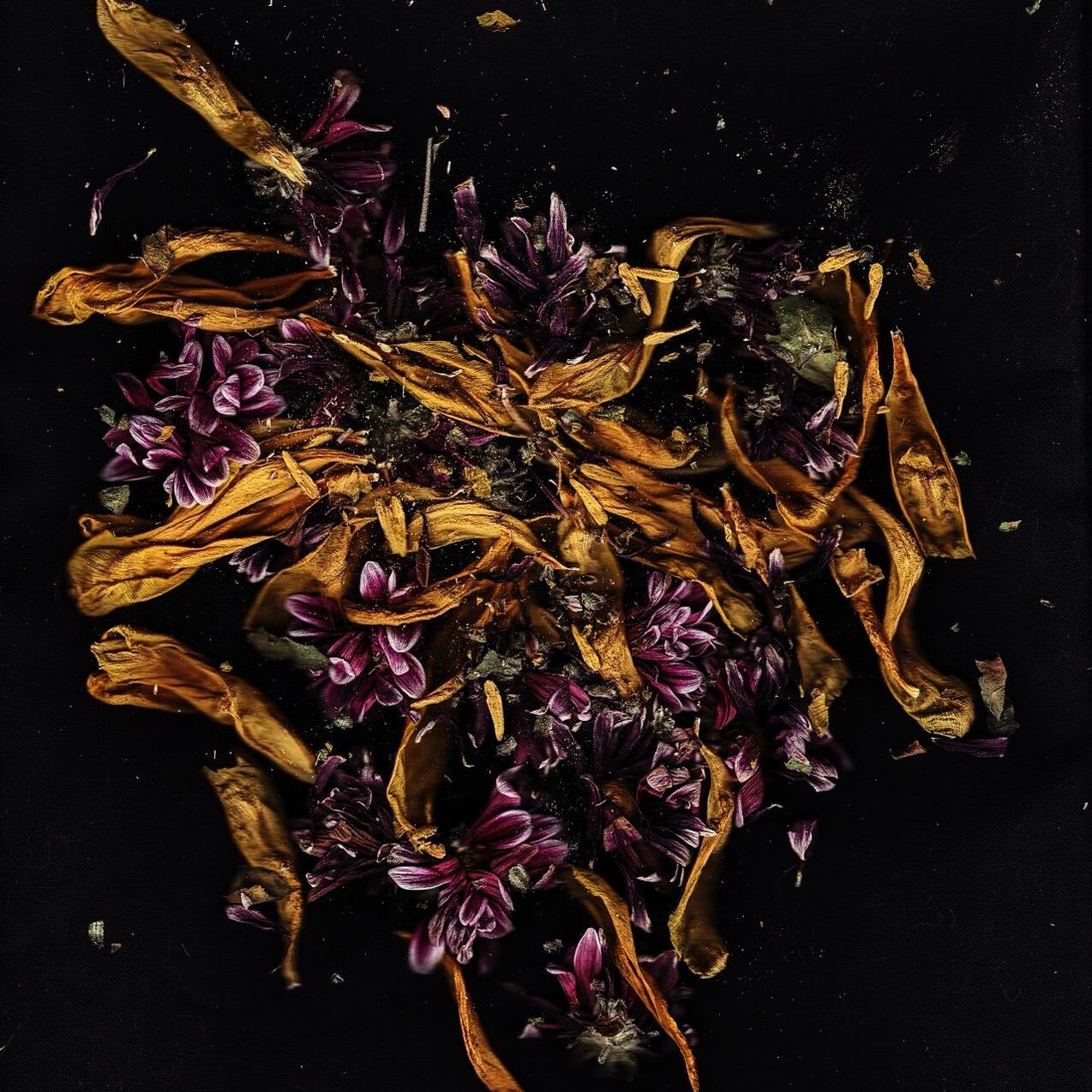 Dried flowers on black background