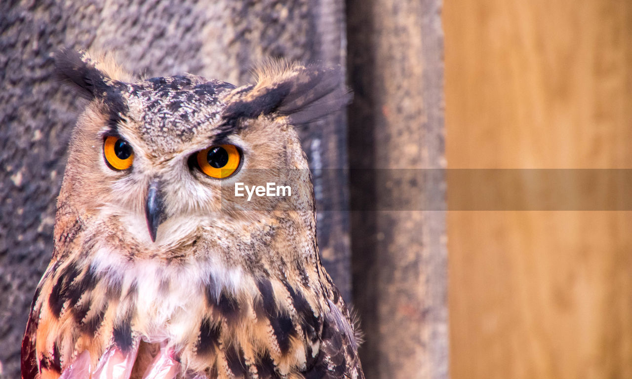 CLOSE-UP PORTRAIT OF A OWL