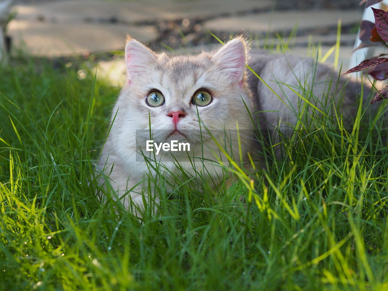 PORTRAIT OF BLACK CAT ON GRASS