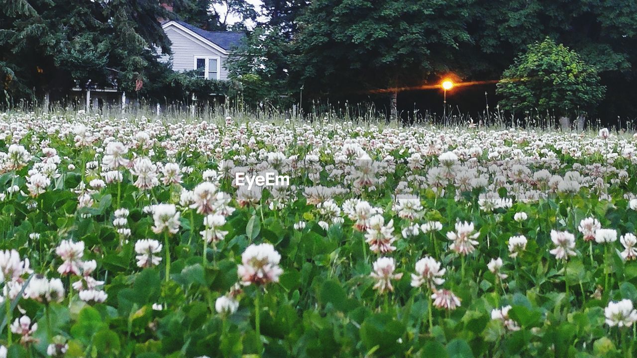 White flowers growing in field