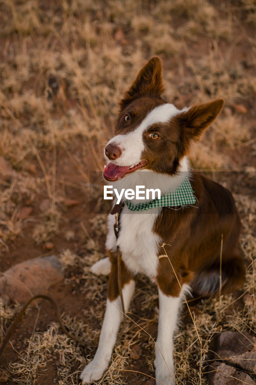 Dog looking away on field