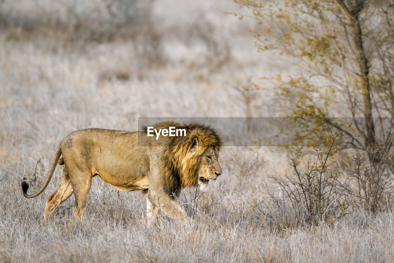 VIEW OF A LION