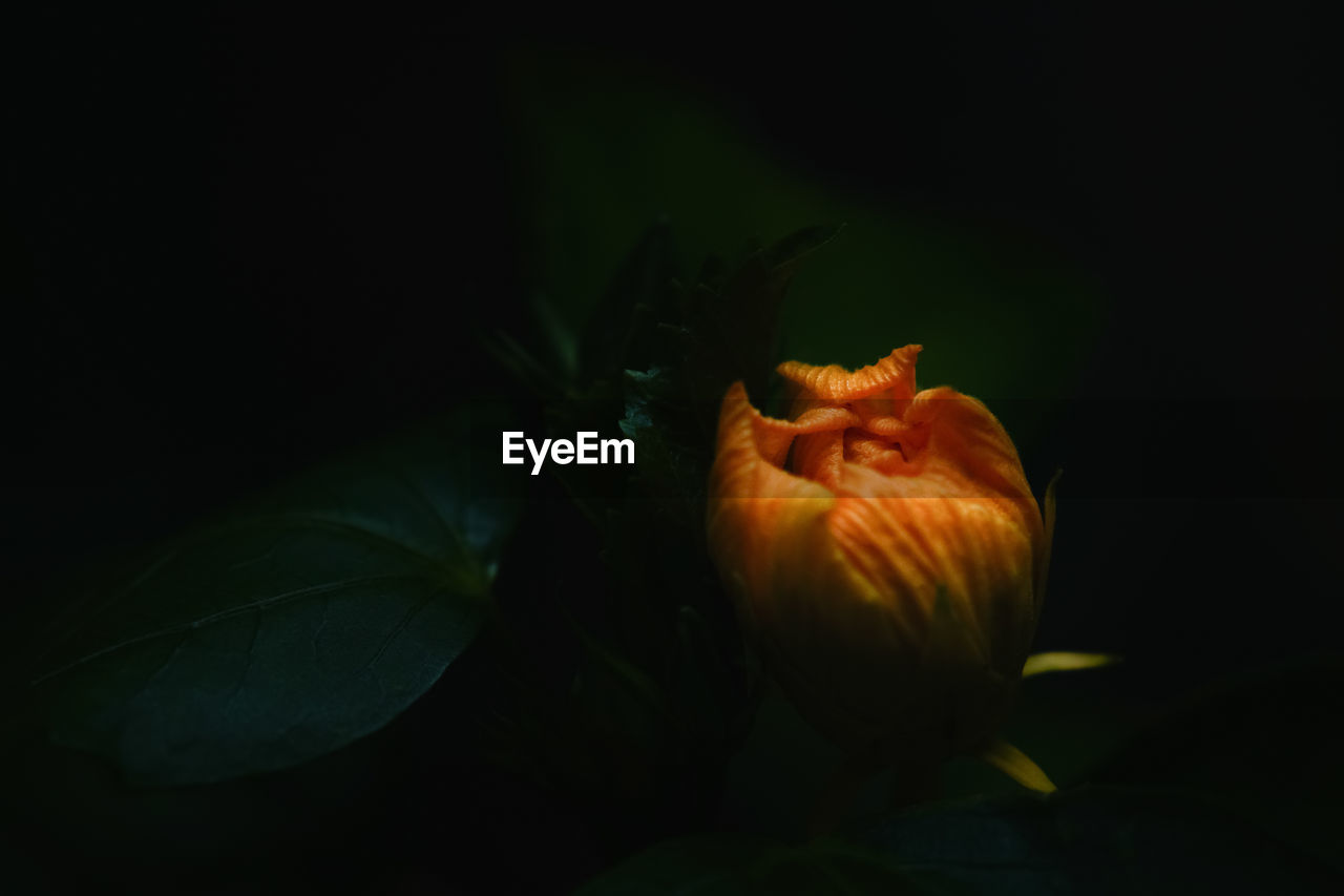 Close-up of orange flower bud at night