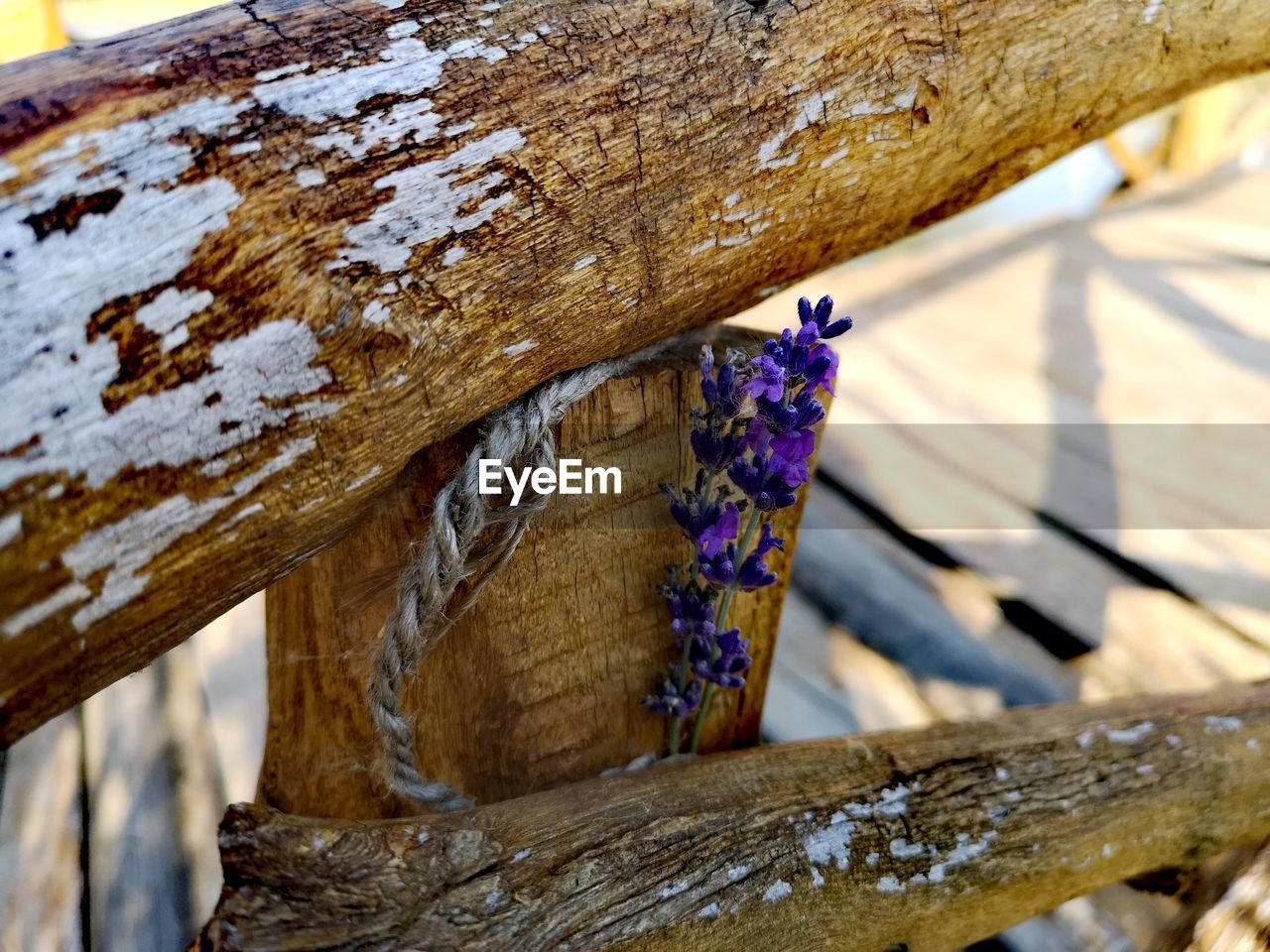 CLOSE-UP OF RUSTY TREE TRUNK