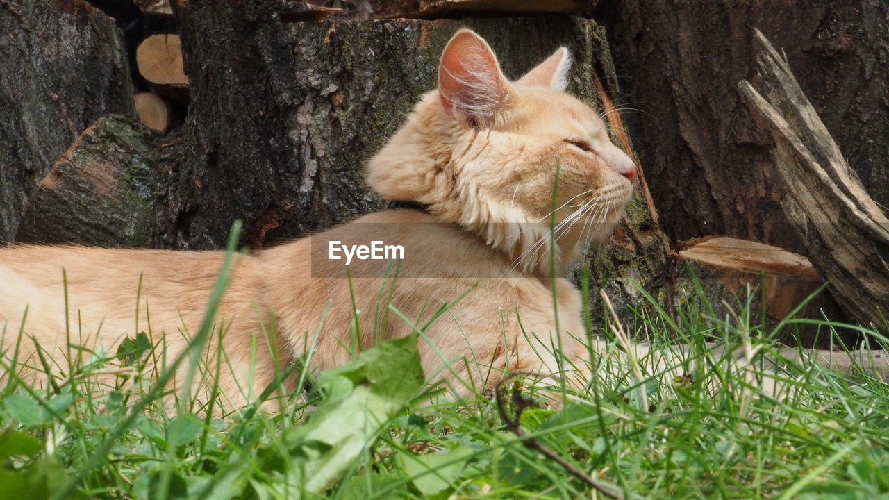 CAT SITTING ON A TREE