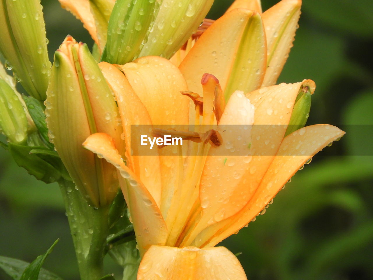 Close-up of wet flower plant